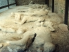 Pompei scavi calchi gesso