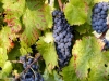 Detail of sagrantino grapes