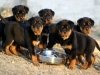 Cuccioli Rottweiler