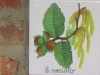 Nocciolo