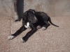 Morgan - cucciolo alano nero disponibile