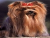 allevamenti cuccioli Yorkshire terrier 