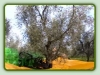 macchina per la raccolta delle olive