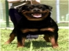 Cane da Guardia Rottweiler, privato vende