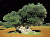 Az Agrituristica prooduzione olio Lecce