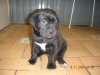 cucciolo cane corso 1/2 mesi