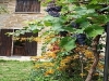  giardino esterno