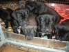 cucciolata di cane corso 