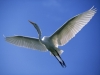 L'airone in volo