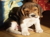 cuccioli beagle figli di soggetti selezionati