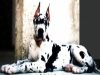 cuccioli alano carattere docile