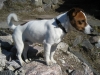 cuccioli jack russel terrier con pedigree