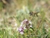 Bee with flower