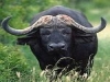 Il bufalo