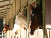 Our wonderful horses