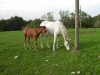 Horse riding