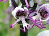 Flora Naturale, Orchidea selvetica nel Parco Regionale