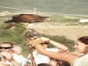 Hawk
