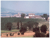 Azienda Agricola Adanti collina