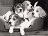 cuccioli di beagle figli di campioni