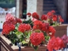 Agriturismo alta qualità a perugia: Fiori particol
