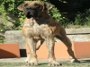cuccioli alano con genitori esenti displasia