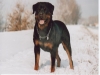 cuccioli rottweiler per esposizioni