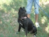 Cane corso da esposizione