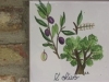 Olivo
