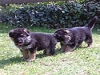 Cuccioli sverminati