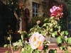 Giardino di rose