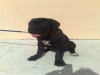 cuccioli cane corso a Foligno