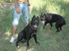 cuccioli cane corso figli di campioni