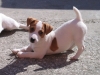 cuccioli jack russel terrier provenienti da ottime