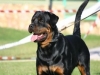 Vendita cuccioli Rottweiler