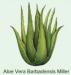 prodotti-aloe-vera-crema-gel-vendita-online