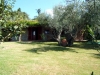 Olive trees in the garden
