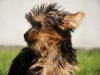 Yorkshire terrier cuccioli vendita