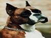 boxer per esposizione