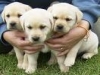 cuccioli labrador con pedigree