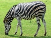 La zebra. Un esemplare molto affascinante