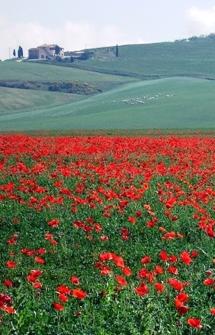 Last Minute Spring - Summer in Umbria: Città Di Castello