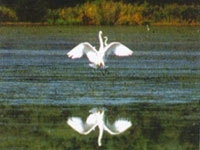 Un esemplare in volo