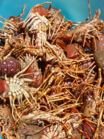 eat in Sardinia: Alghero lobster