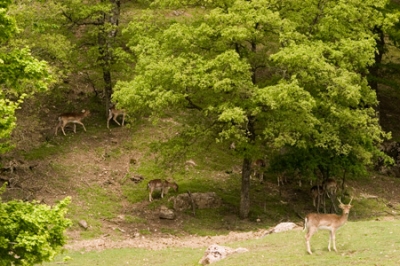 Riserva privata Daini