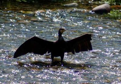 Fauna unica al Parco dell´Adda Nord