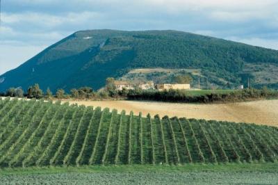 Vista sui Vigneti del Parco del Conero