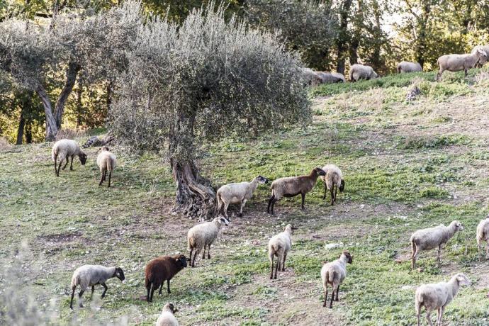 Allevamento interno di Pecore 