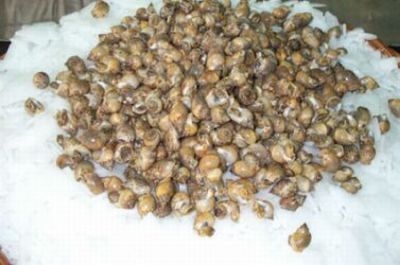 Sagra dei Garagoi Marotta