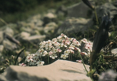 Fiore della Fioritura di Castelluccio 